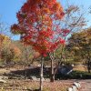 [가을캠핑]단풍맛집 국립유명산자연휴양림 1편 캠핑카야... 