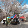 [캠핑사진]봄을 누리자~ 벚꽃 캠핑! - 2탄