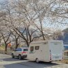 #250 벚꽃 캠핑 가능한 캠핑장, 단양 반딧불 자연 캠핑장... 