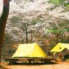 [4월에 어디 가지?] 국립희리산해송자연휴양림의 벚꽃 캠핑