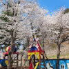 벚꽃 캠핑하기 딱 좋은 밀양캠핑장 #은하수캠핑관광농원