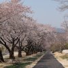 대구근교 가볼만한곳 "가산수피아" 벚꽃나들이