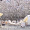 친구랑 함께한 벚꽃캠핑 (경북 청도 자연속캠핑장)