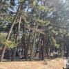 춘장대 솔내음 야영장 2박3일 캠핑