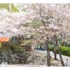 [캠핑] 4월9일~10일 벚꽃엔딩...(금헌힐링캠핑장)