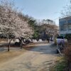 [ 벚꽃 캠핑 ] 영천 드림랜드 오토 캠핑장 / 추천 사이트 E9