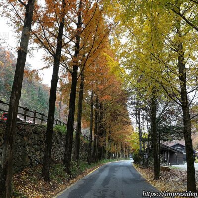 문재인대통령이 거닐었던 산책길을 따라서. 대전 가볼만한곳. 국립장태산 자연휴양림