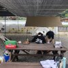 [캠핑 #.2] 파주 '자연의꿈 캠핑장 : 피크닉 캠핑 후기