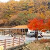 가을캠핑 #숲속동키마을 #홍천 #체험캠핑장 #실베스터2