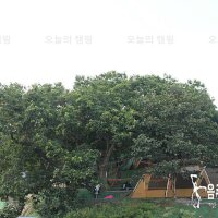 천안밤나무골가족사랑캠핑장