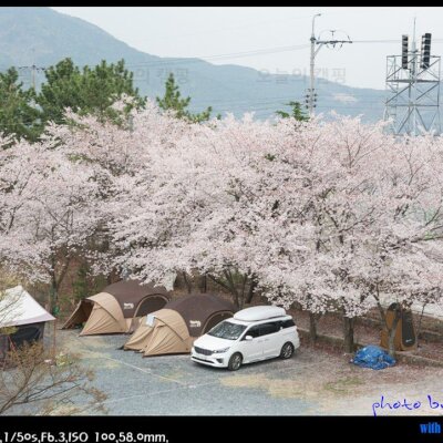 청도 화이트 오토 캠핑장(2019 04 06~ 2019 04 07) 벚꽃 캠핑