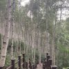 [하추 자연휴양림] 12번 개인산, 친구랑 캠핑 (2020년 8월 말)