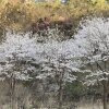 5# 벚꽃캠핑(원주 a&j오토캠핑장 21.4.8~4.11)