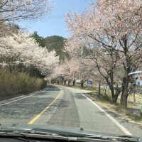 산꽃벚꽃마을 오토캠핑장