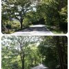 [원주여행] 전나무 숲길 걷기!