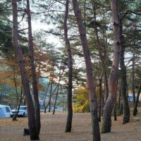 소나무과 계곡 캠핑장