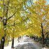 거창 가을여행, 의동마을 은행가로수길, 금원산갤러리, 감악산