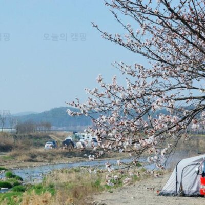 충남 노지캠핑 천안 병천천 벚꽃명소 은석교 벚꽃캠핑! 유투버... 